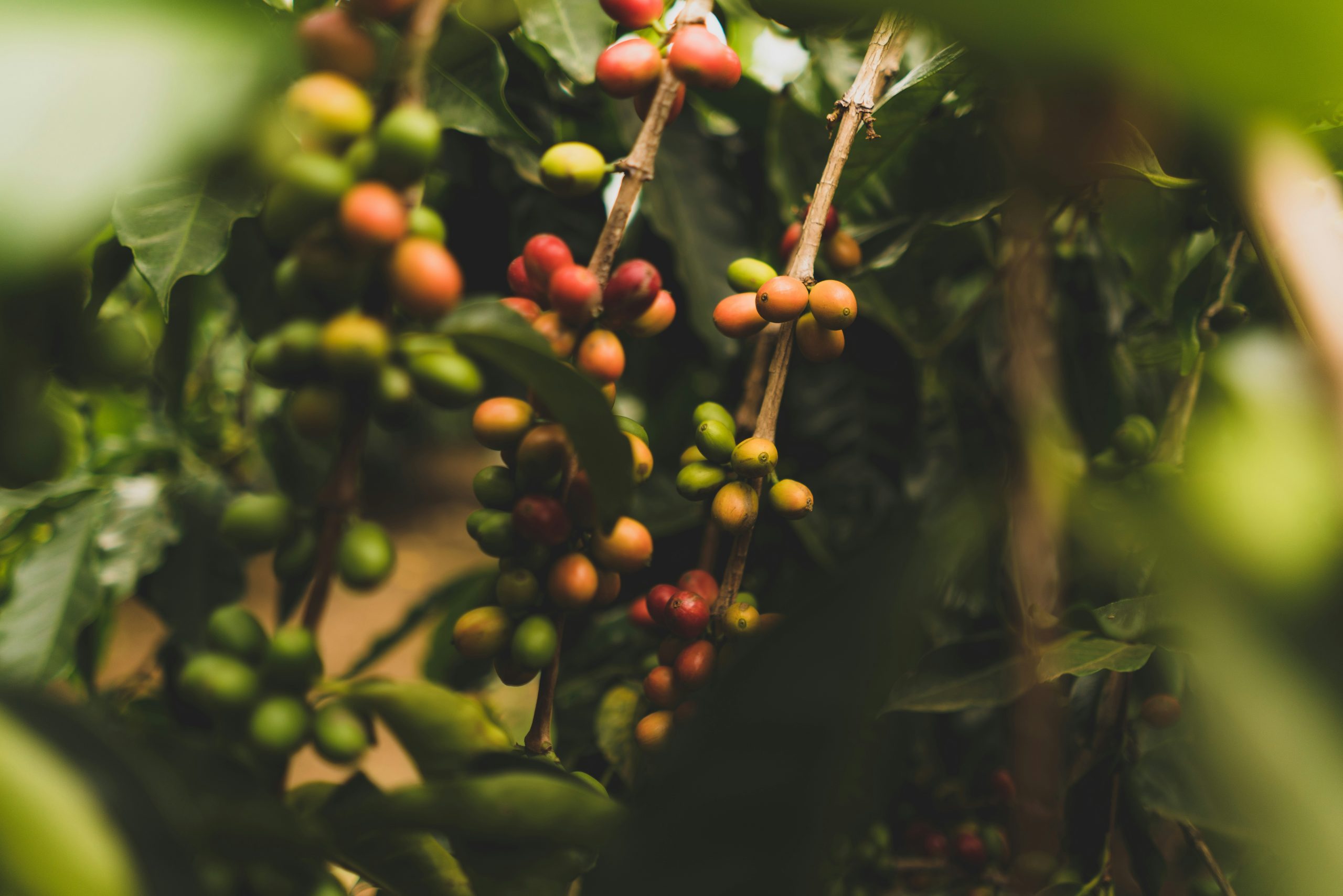 Phân biệt cafe Arabica và Robusta